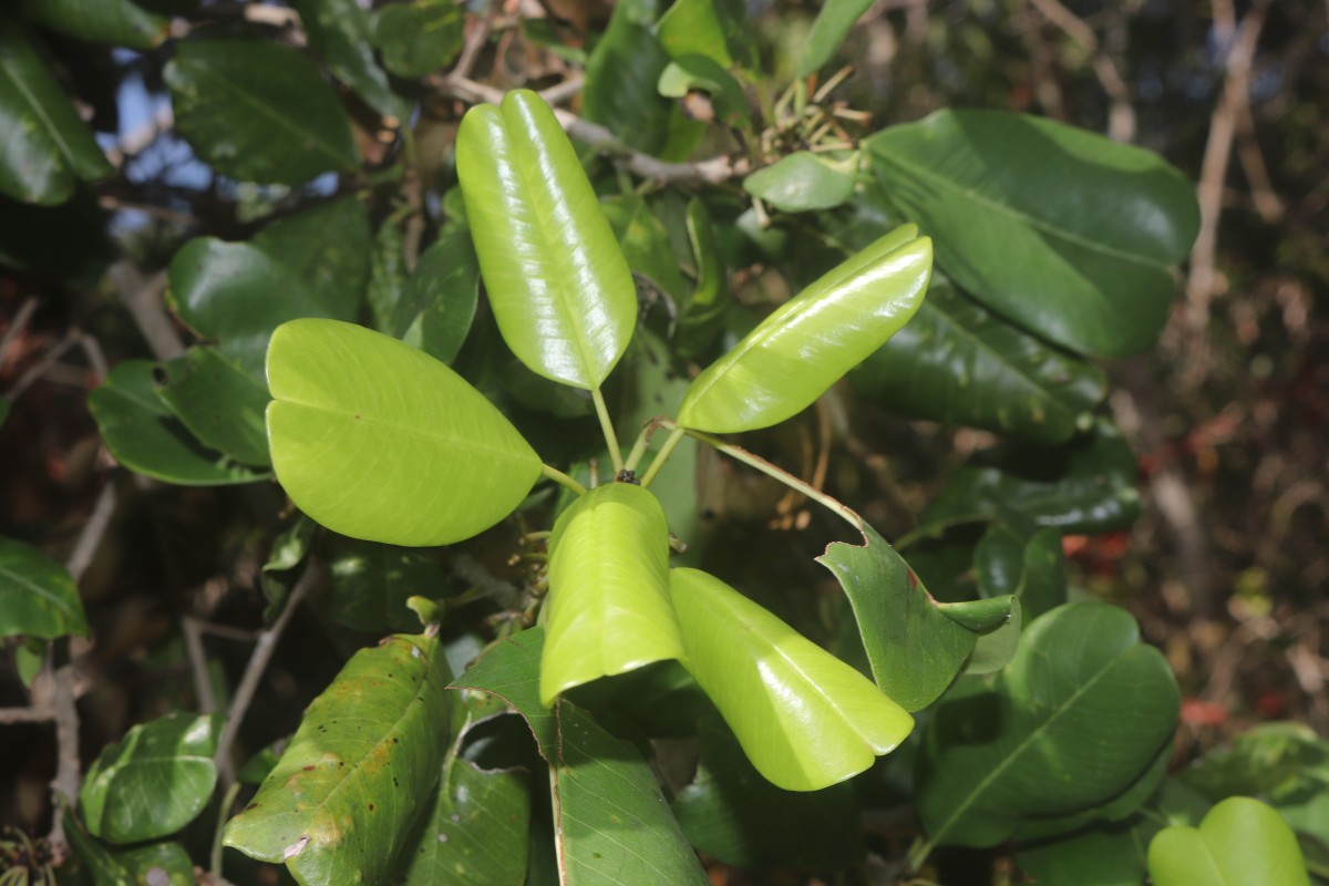 Manilkara hexandra (Roxb.) Dubard